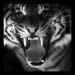 пользователь 