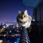 пользователь 